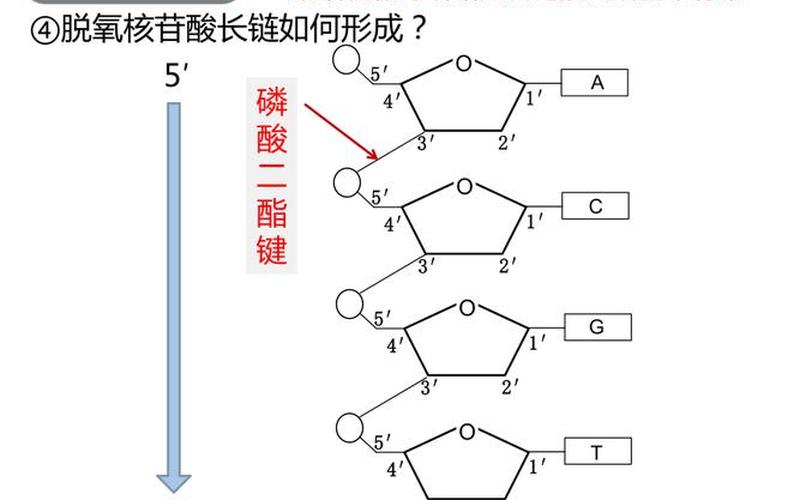 關(guān)于dna分子的結(jié)構(gòu)是的信息-關(guān)于dna結(jié)構(gòu)的描述錯誤的是