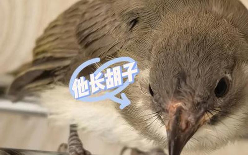 白头翁雏鸟_白头翁雏鸟一天喂几次