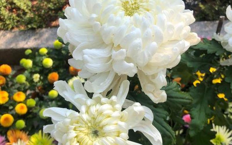关于首次玩菊花应该注意什么的信息-菊花怎么玩呀