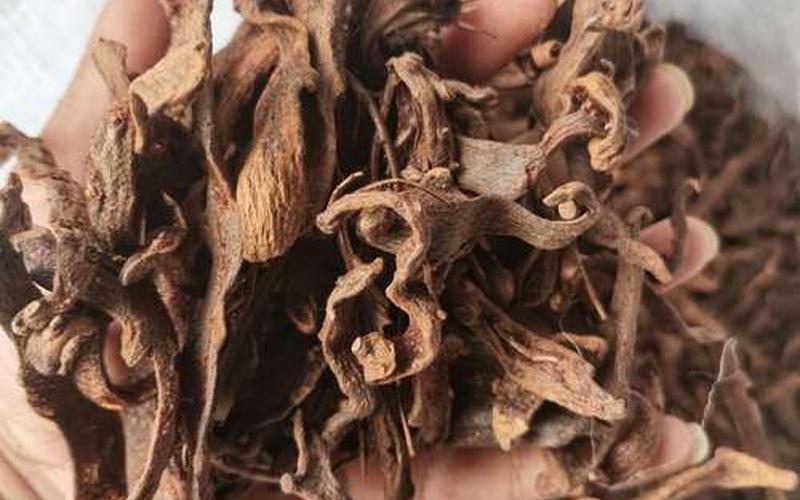 骨碎补价格(骨碎补价格走势图)