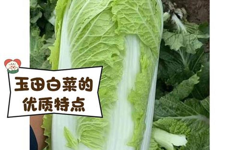 白菜的产地_白菜的产地和产量