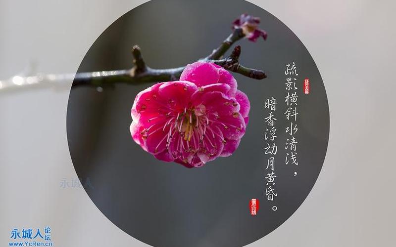 暗香浮动月黄昏;暗香浮动月黄昏,描绘的是什么花