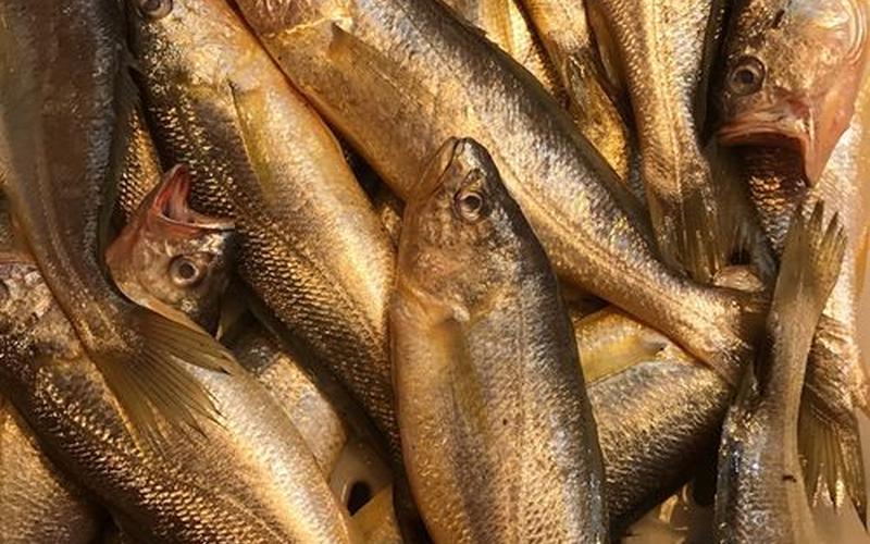 大黃魚多少錢一斤_舟山大黃魚多少錢一斤