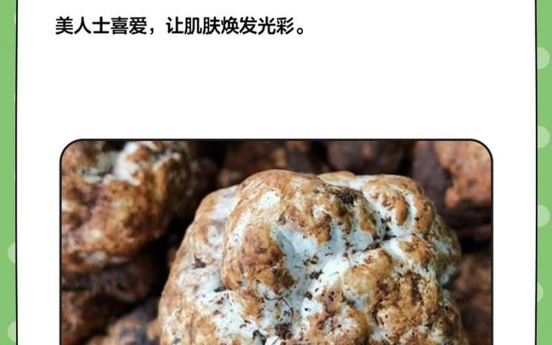 白松露是什么東西-白松露是什么東西,功能是什么？