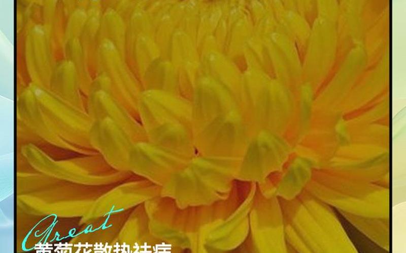 包含黄菊花的功效的词条;包含黄菊花的功效的词条有哪些