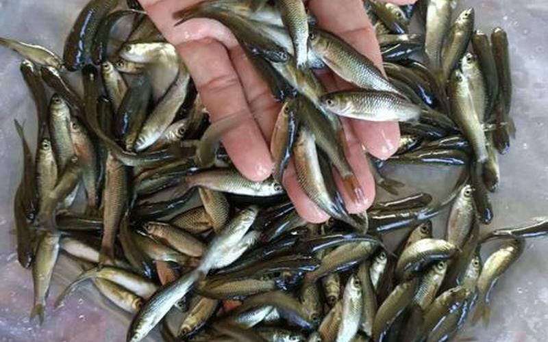 草魚苗批發_草魚苗批發附近