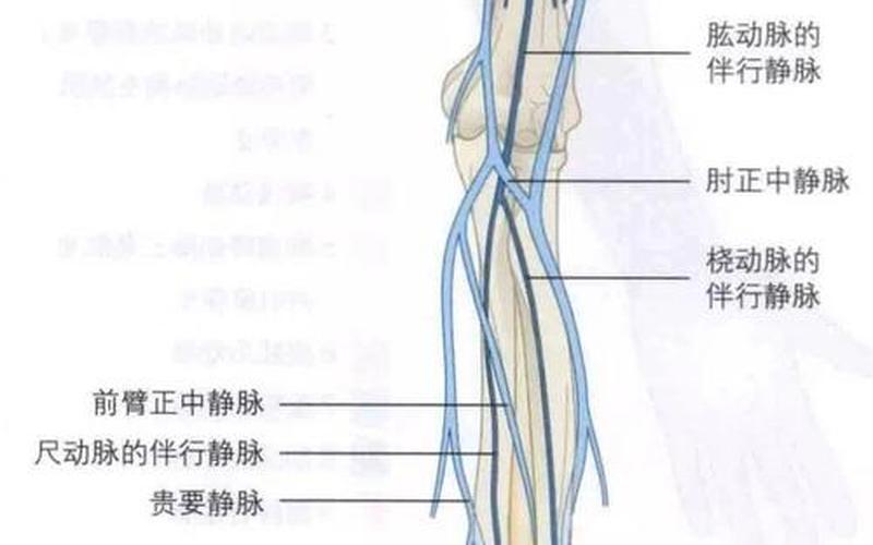 迪克静脉是什么意思(迪克是什么意思梗)