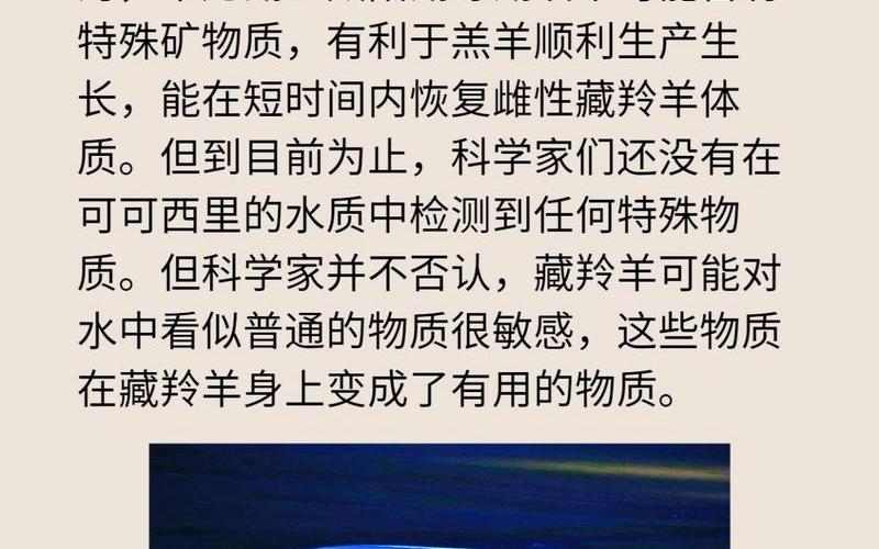 藏羚羊遷徙(藏羚羊遷徙的原因是什么)