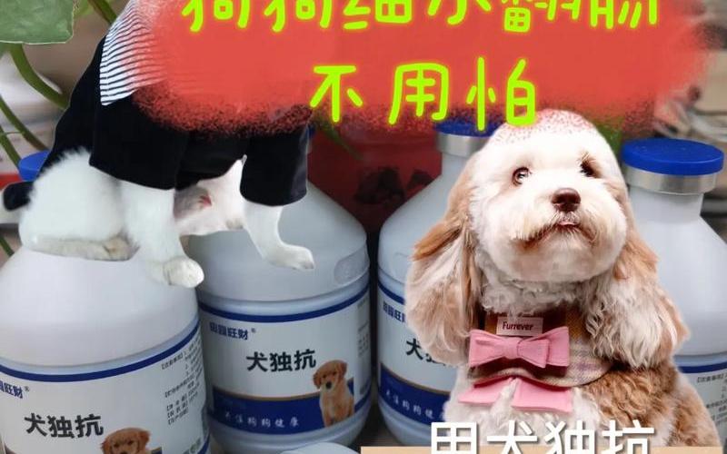 狗狗翻肠子;狗狗翻肠子怎么办