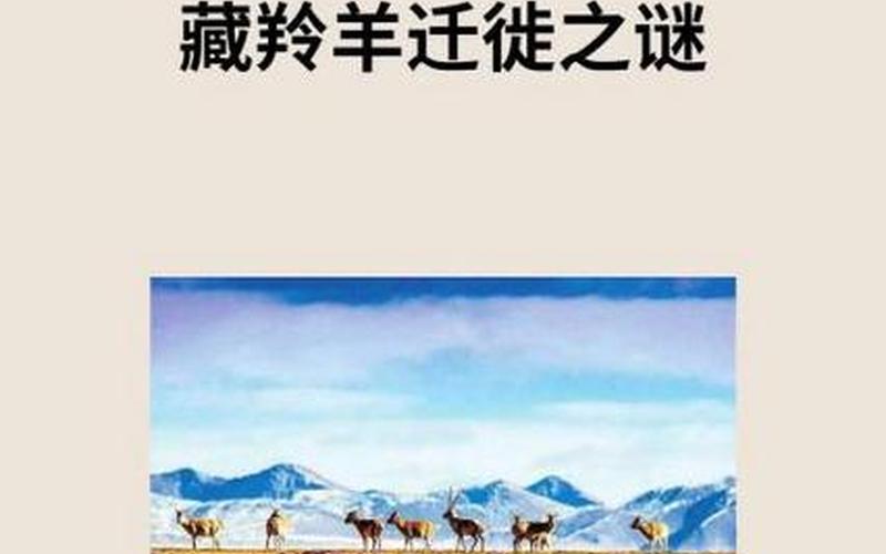 藏羚羊大規模遷徙_藏羚羊大規模遷徙的原因