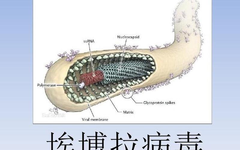 埃博拉病毒起源;埃博拉病毒的起源