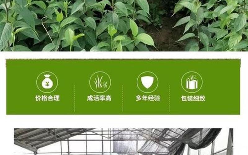 杜仲树种植(杜仲树种植技术简单介绍)