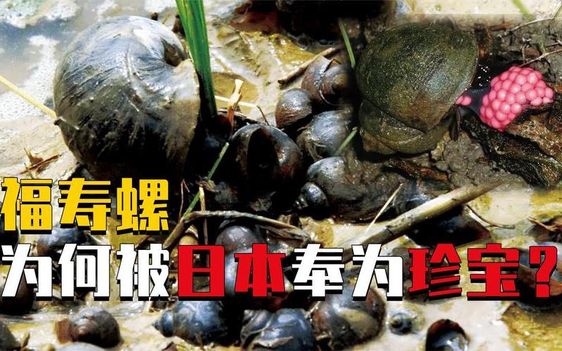 广东出现福寿螺泛滥-广东出现福寿螺泛滥的地方
