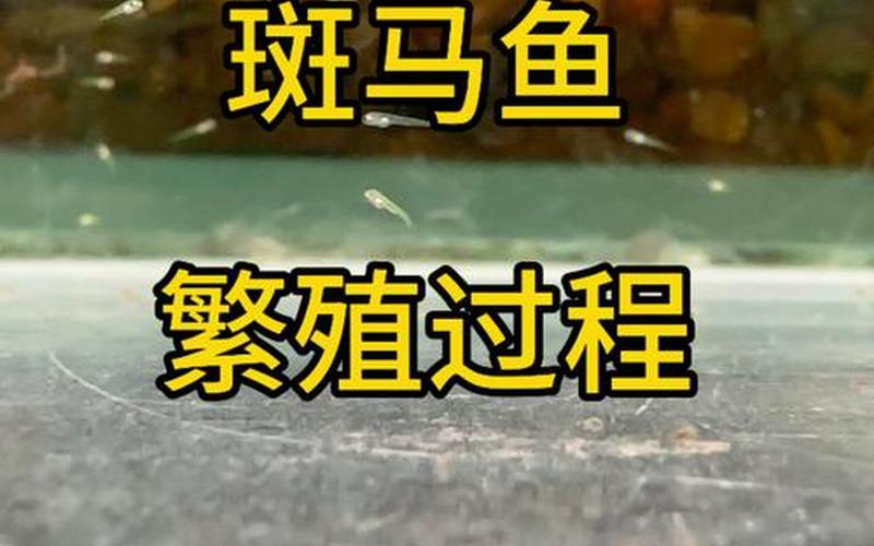 斑马鱼养殖_斑马鱼养殖系统