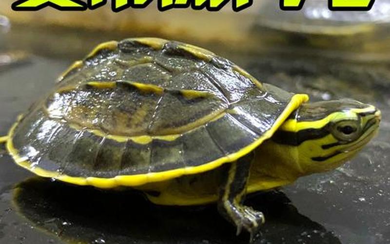 安布閉殼龜;安布閉殼龜能長多大