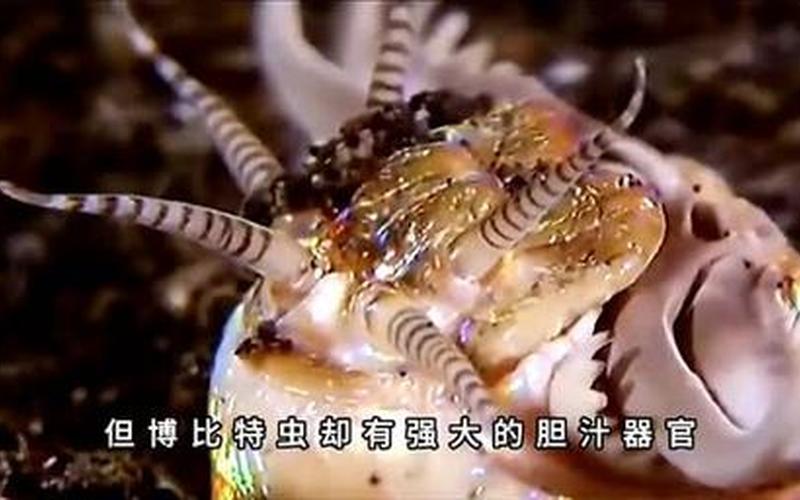 博比特蟲能吃嗎-博比特蟲能吃人嗎