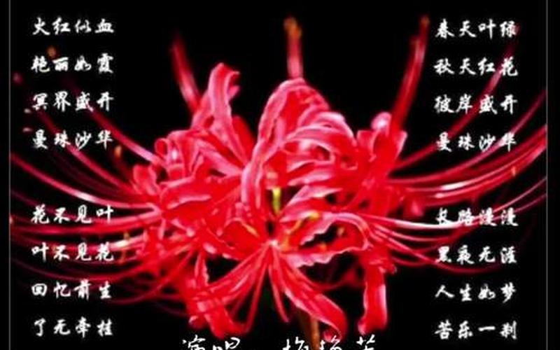 彼岸花的诗;彼岸花的诗句古诗