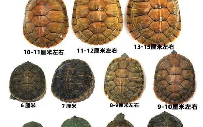 观赏龟种类(观赏龟有哪几种类型)
