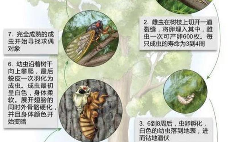 蟬的生長(zhǎng)過程;蟬的生長(zhǎng)過程是什么