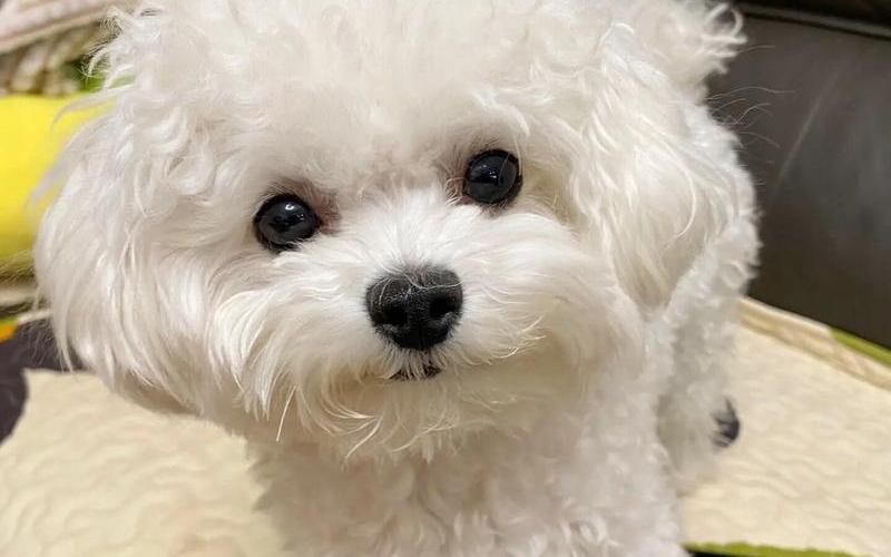 比熊犬图片_杂交比熊犬图片