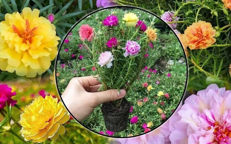 不要太陽并不難_不怎么需要太陽的花