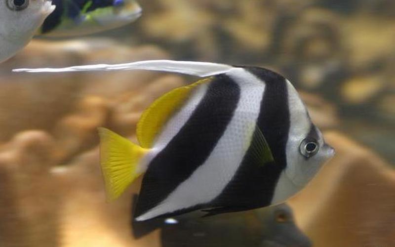 斑馬魚怎么養(斑馬魚怎么養長得快)