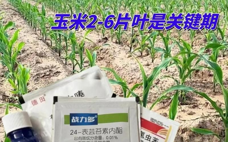 二点委夜蛾;二点委夜蛾和地老虎的区别