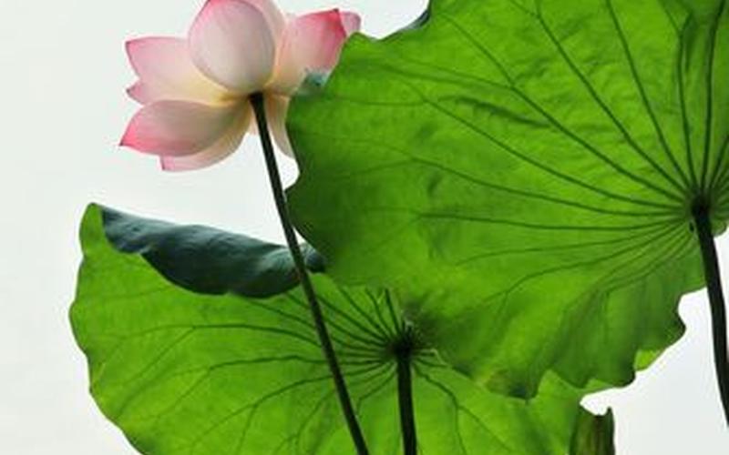 qq摄影(qq摄影群)-第1张图片-铖浩科技