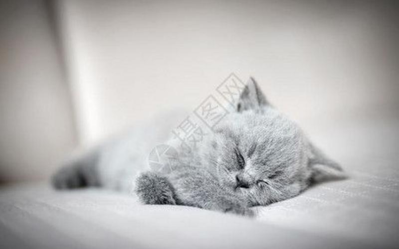 小懒猫特效视频(小懒猫特效视频素材)-第1张图片-铖浩科技